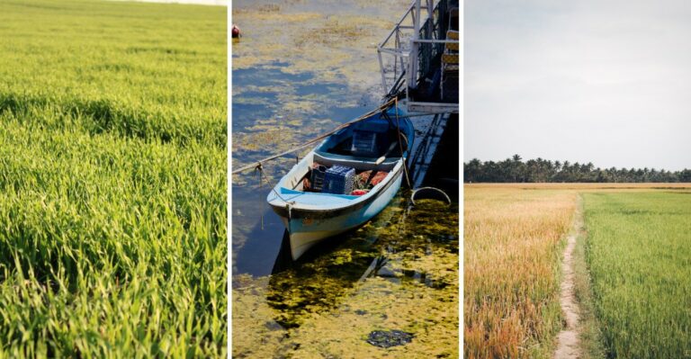 Why This Week Is A Turning Point For Louisiana’s Crawfish Farmers