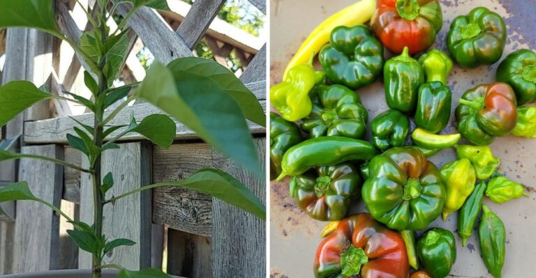 Don’t Pull Healthy Pepper Plants Just Because Summer Is Ending In Florida