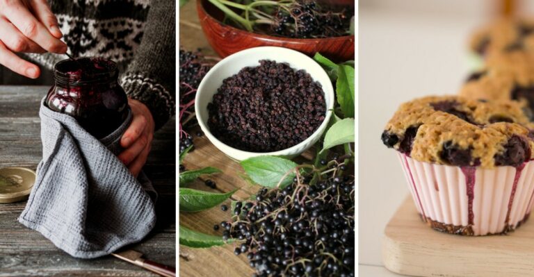 8 Smart Ways To Use Elderberries While They’re Still Ripe On Tennessee Hedgerows
