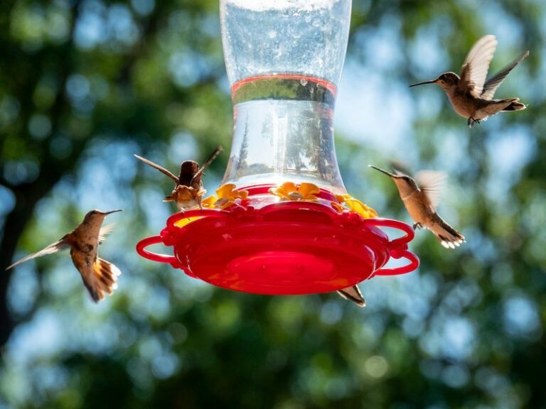 Why So Many Hummingbirds Are Suddenly Showing Up In Arizona Yards This September
