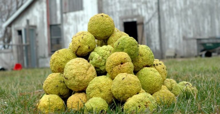 Green Fruit The Size Of Grapefruit Is Dropping Along Missouri Roadsides