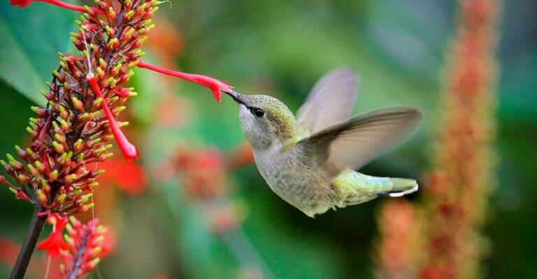 The Underused Florida Shade Plant Hummingbirds Keep Visiting Through Fall