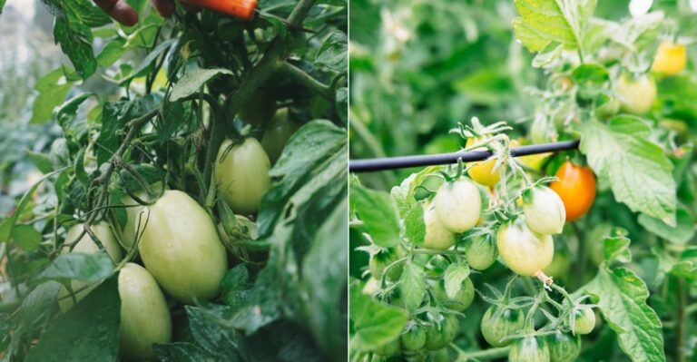 Do This To Oregon Tomatoes Before The First Frost To Ripen Every Last Green One
