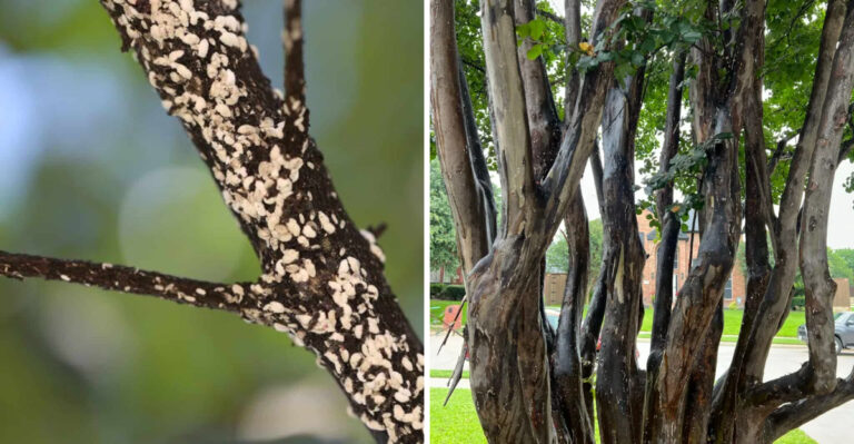 Why Louisiana Crepe Myrtles Are Coated In A Sooty Black Residue Few Homeowners Recognize