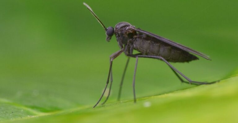 Why Gnats Keep Appearing In Your Mississippi Houseplants