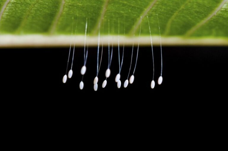 The Tiny White Balls On Your Arizona Tomato Leaves That Look Like Fairy Wands – Here’s What They Are