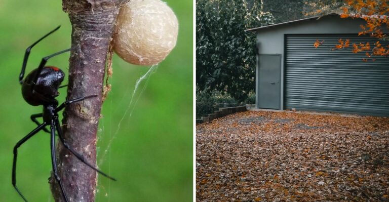 A Dark Presence Is Spreading Across Colorado Yards This Month