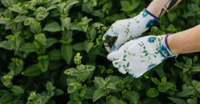 10 New York Herbs To Harvest And Dry Before The First Frost