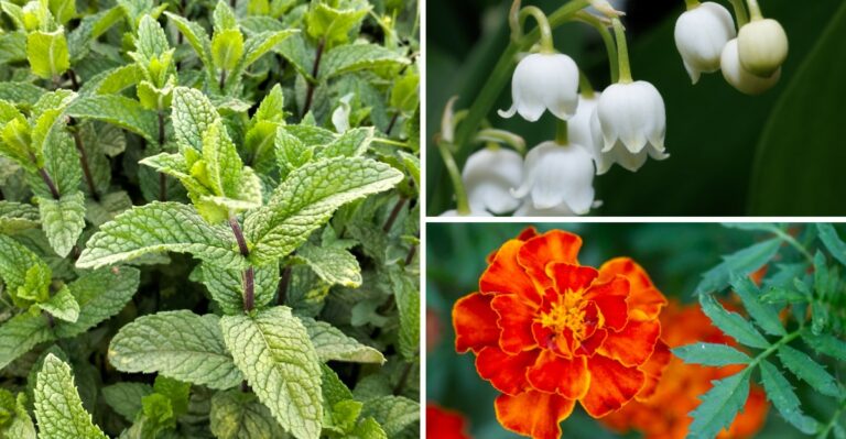 8 Plants That Are The Worst Companions For Hostas In A Shade Garden