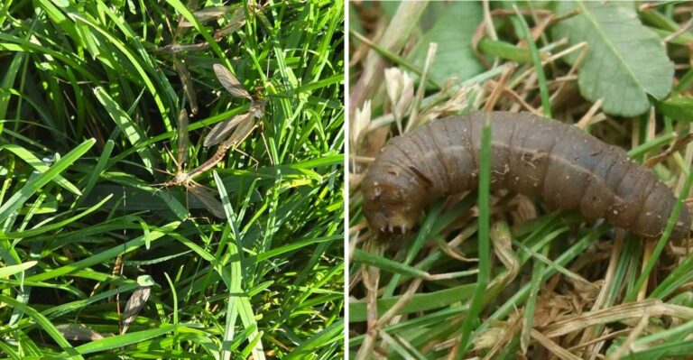 The Long-Legged Insects Landing On Washington Lawns Are Laying Eggs
