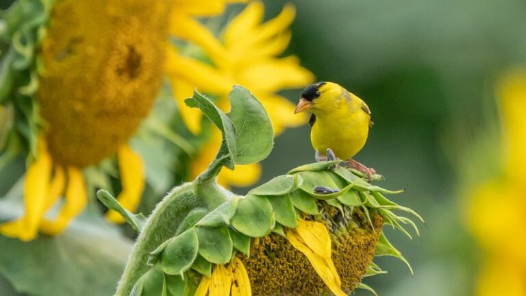 Why Goldfinches Are Suddenly Flocking To Arizona Yards As Summer Winds Down