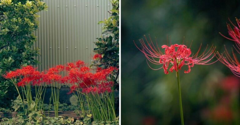 A Southern Bulb Is Bursting Into Bloom On Bare Stems Across Alabama Yards After Recent Rain