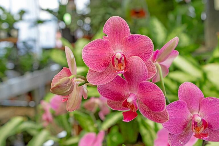 Your grocery-store orchid isn’t a throwaway — here’s how to rebloom it on an Oregon windowsill
