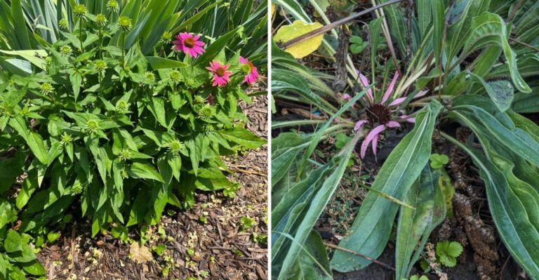 Why Your Coneflowers Suddenly Stopped Flowering
