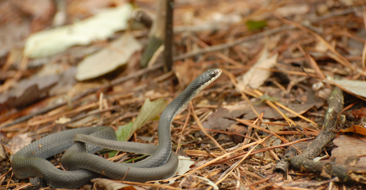 Young black racer