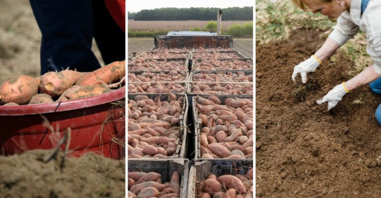 How And When To Harvest Sweet Potatoes For The Best Results