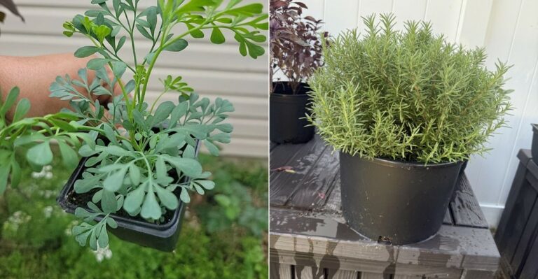 Container Plants That Help Keep Yellowjackets Away From Oregon Decks