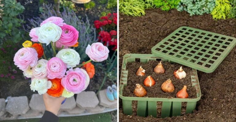 What California Gardeners Should Know About Planting Bulbs In October