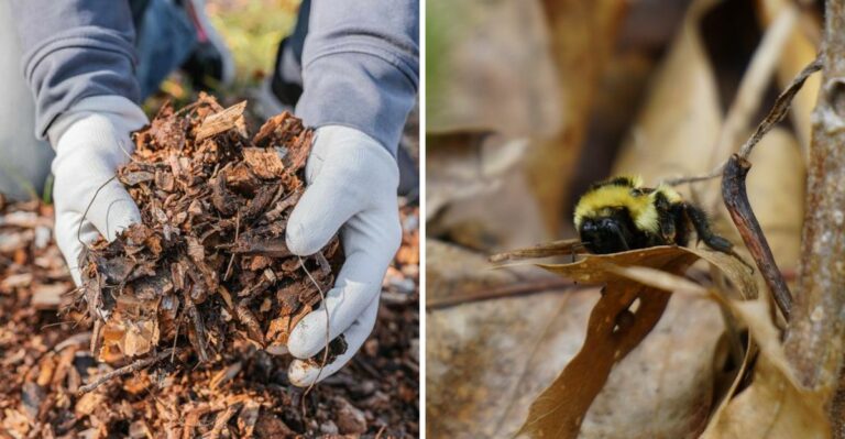 The California Garden Task That Helps Keep Fallen Leaves Useful For Wildlife