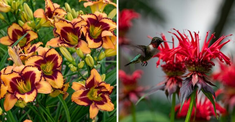 8 Easy Michigan Perennials Perfect For Low-Maintenance Gardeners