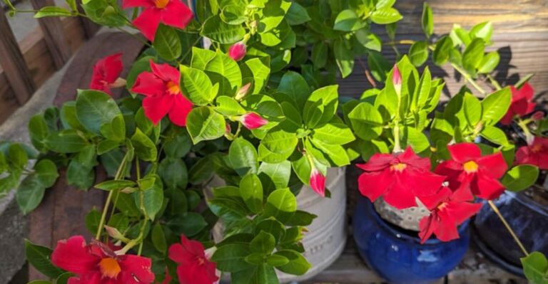 What To Do With Potted Mandevilla Before Ohio Nights Turn Cold