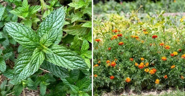 The Rat-Repelling Plants California Gardeners Add Before Fall Rodents Arrive