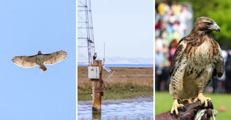 Why Minnesota’s Hawk Ridge Draws Birdwatchers From Around The World Every September