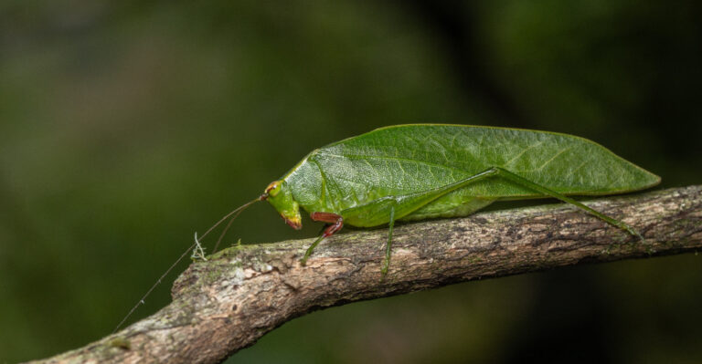 What’s Behind New Jersey’s Loudest Katydid Chorus Of The Year