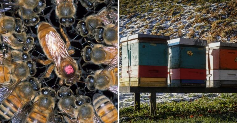 What It Really Means When A Hive Isn’t Ready For Winter In New Jersey