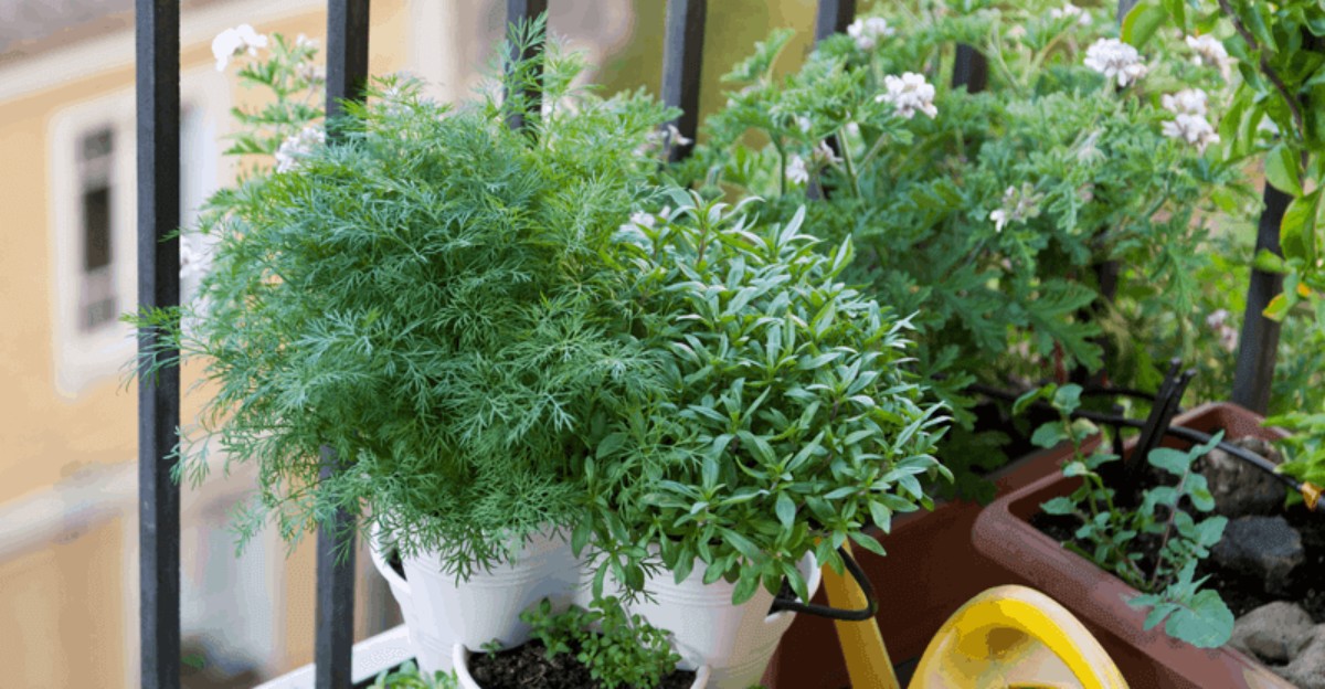 herbs in pots on a balcony