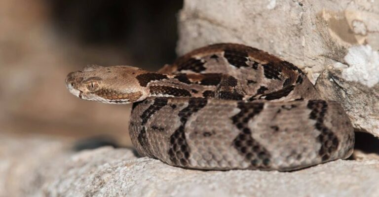 Minnesota’s Bluff Country Is Home To A Rare Live-Birth Venomous Snake This Fall