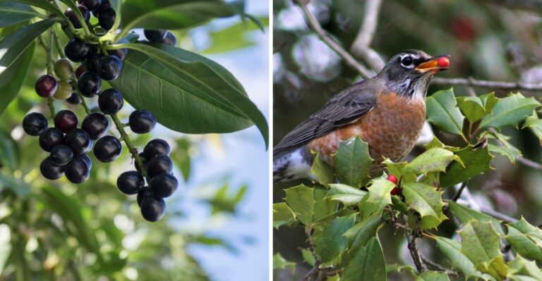 The Native Texas Alternatives To Boxwood That Birds Actually Use For Cover