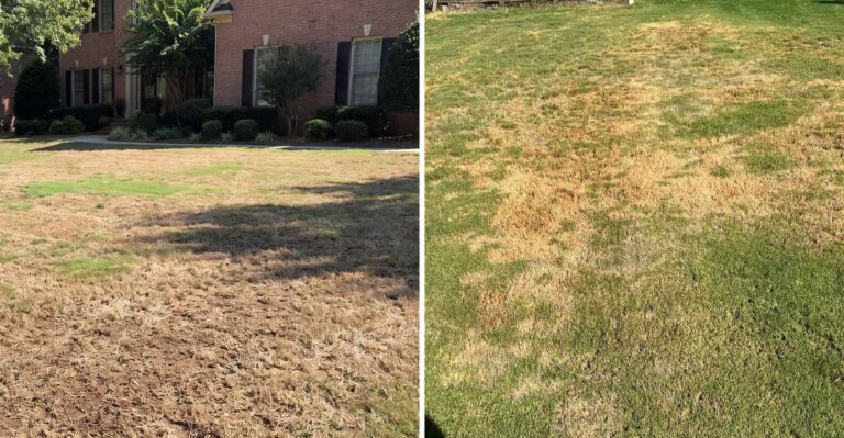 Why Georgia Lawns Turn Brown In Late Summer And What Actually Revives Them