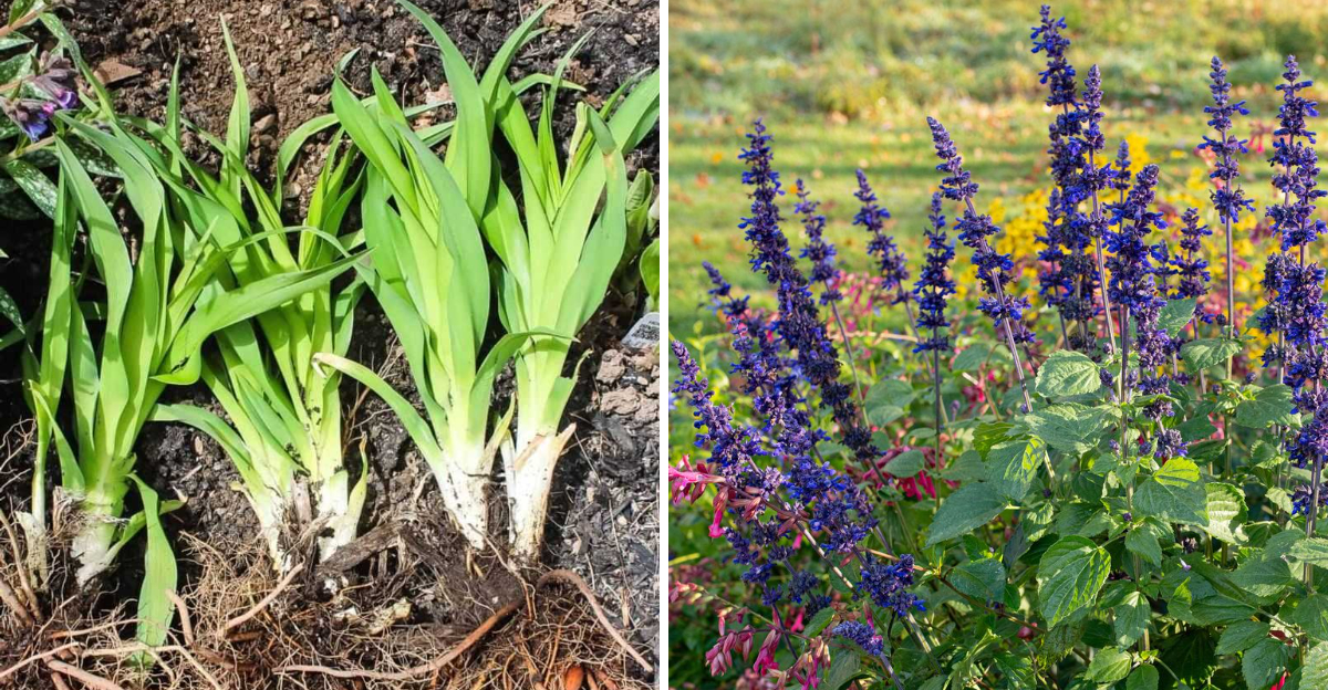 dividing daylily and salvia