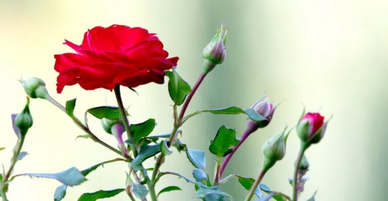 The Late Flush Of Maryland Roses Has A Reason People Get Wrong
