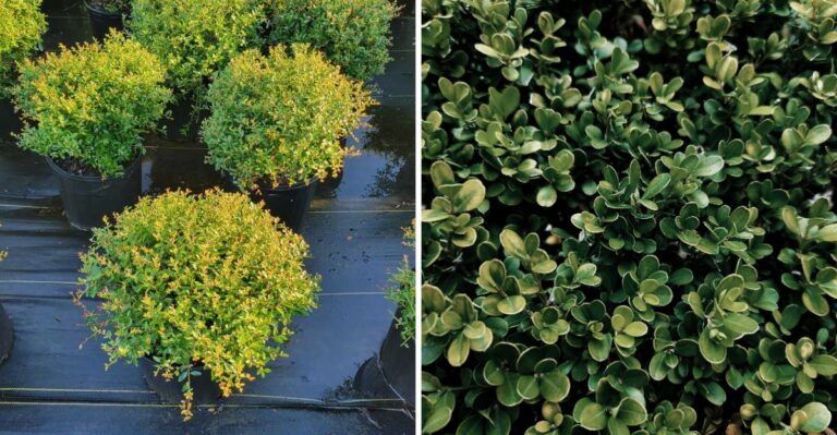 The Texas Native Shrub Serious Homeowners Are Choosing This September Instead Of Boxwood