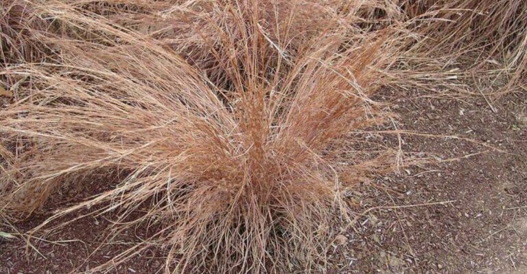 Georgia Gardeners Looking For Fall Color Should Know This Native Grass