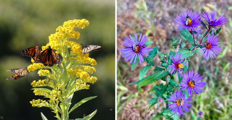 Asters And Goldenrod Are About To Become The Busiest Plants In Ohio Gardens