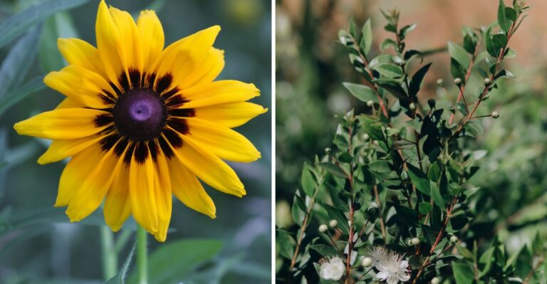 8 Chesapeake Bay Native Plants Coastal Virginia Yards Should Add This Fall