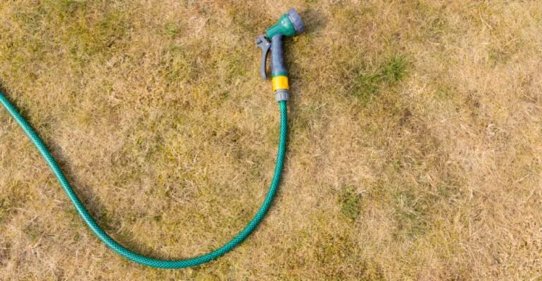 green garden hose on dry lawn