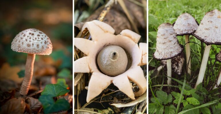 8 Strange Fungi Popping Up In New Jersey Mulch Beds This Fall And What They Actually Mean