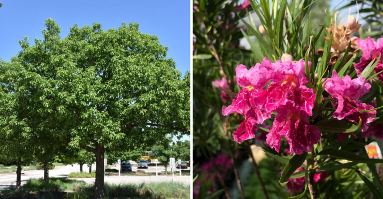 chinquapin oak and desert willow