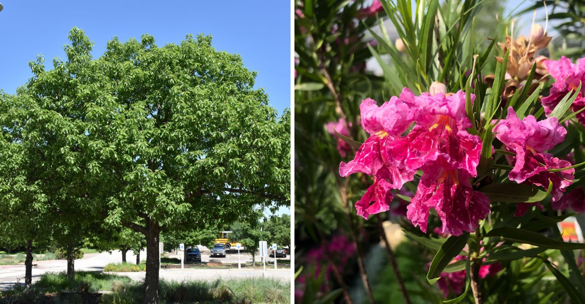 chinquapin oak and desert willow