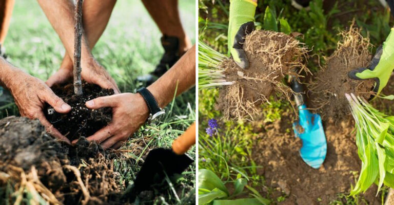 The Texas Garden Tasks To Tackle Up In September
