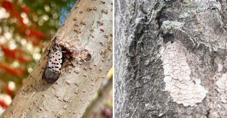 Why Georgia Gardeners Should Check Trees For Spotted Lanternflies This September