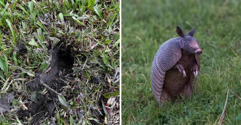 Those Little Holes Appearing In Your Florida Lawn Overnight May Mean An Armadillo Found Dinner