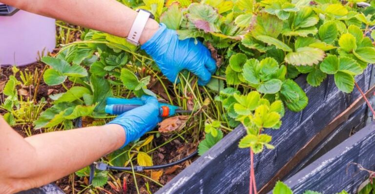 How To Finish Renovating Michigan Strawberry Beds For Next Year’s Crop