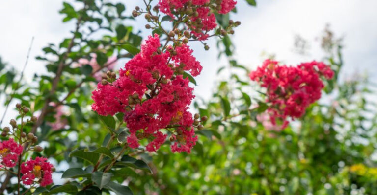 Why Georgia Homeowners Should Avoid Moving Established Crape Myrtles