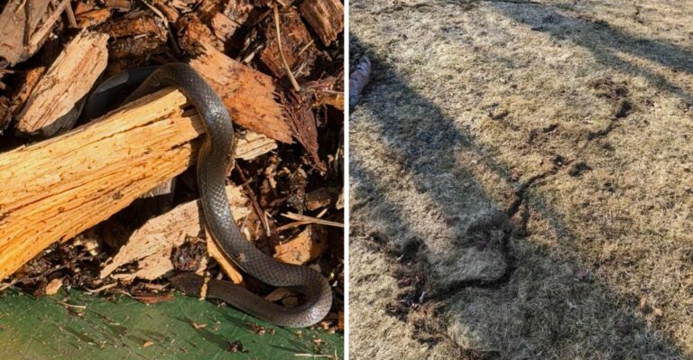 7 Warning Signs Of Snakes In Your Texas Yard