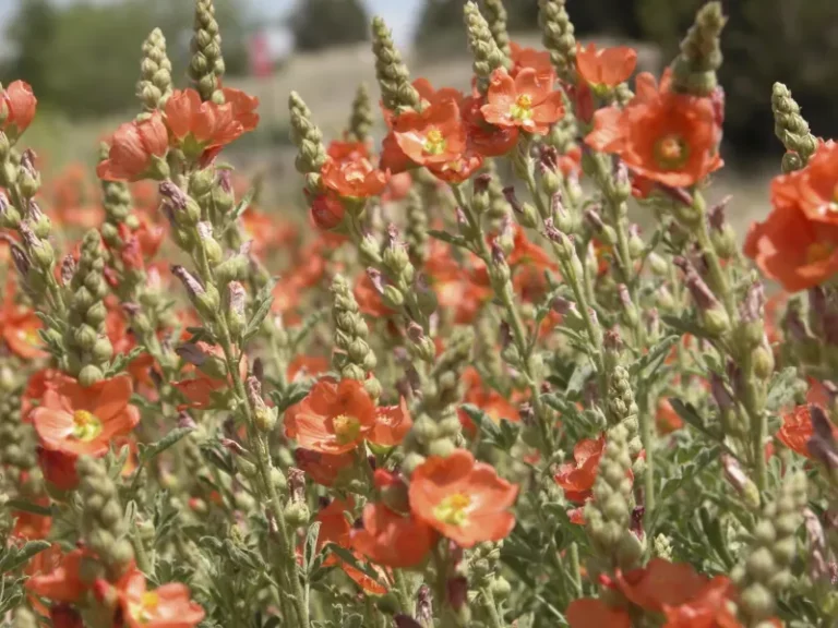 Stop Pulling This Up In Your Arizona Yard – It’s Not A Weed, It’s Feeding The Pollinators
